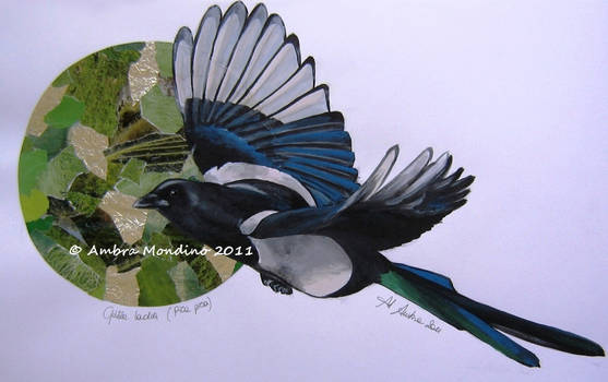 Magpie