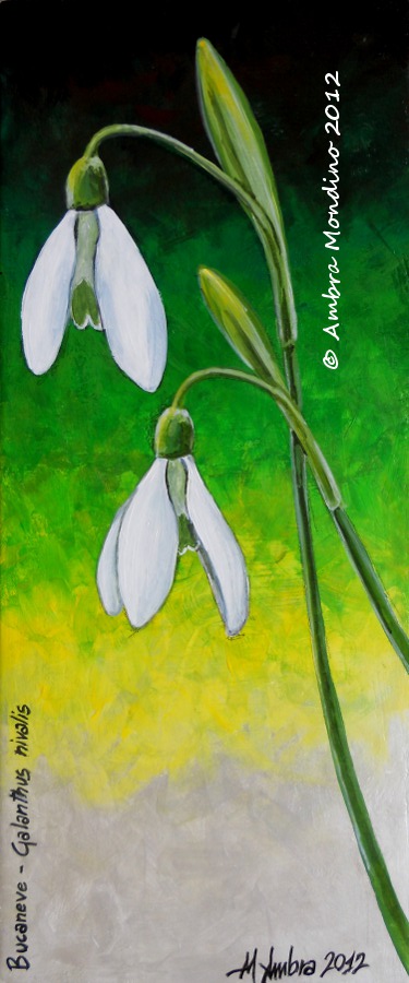 Common snowdrop