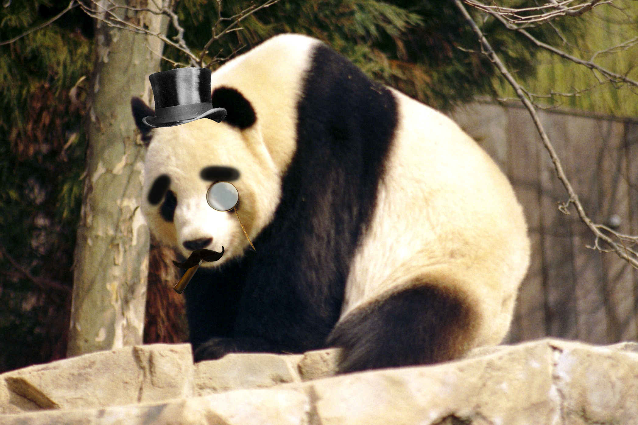 A Fancy Panda