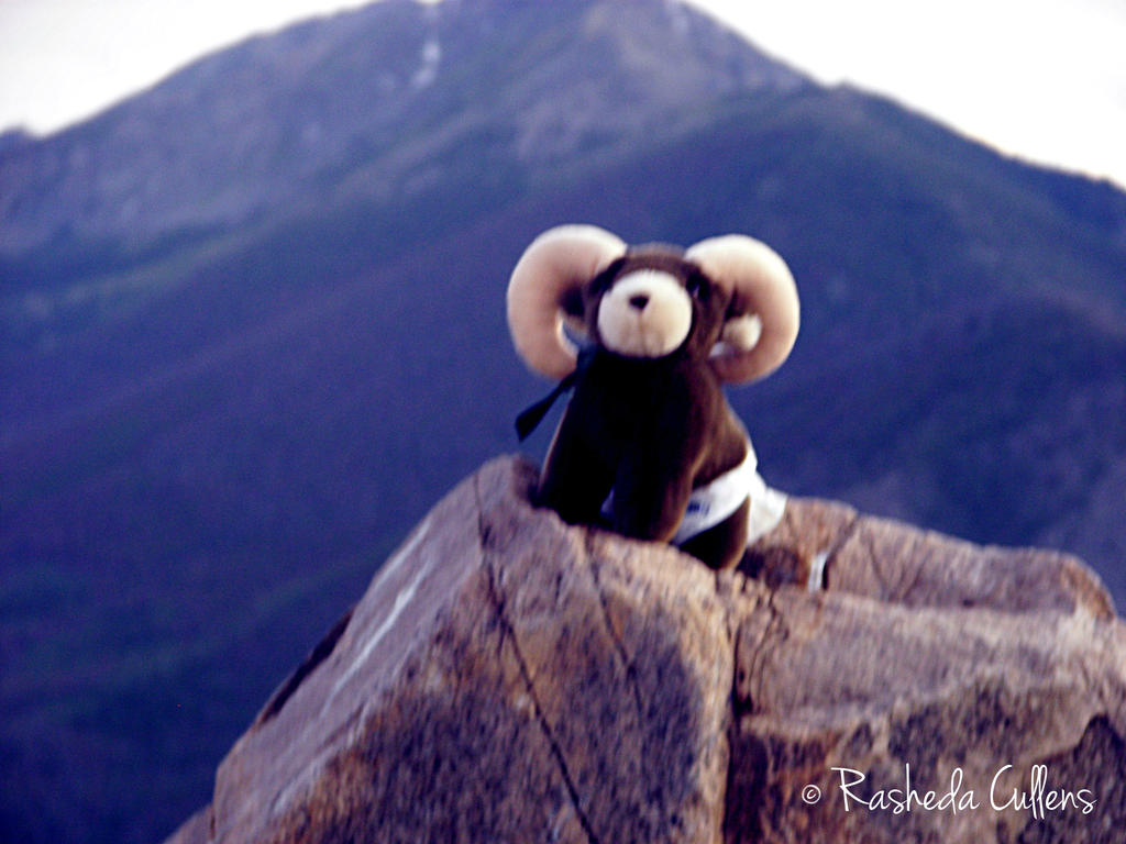 Little Ram by Rasheda-Cullens on DeviantArt