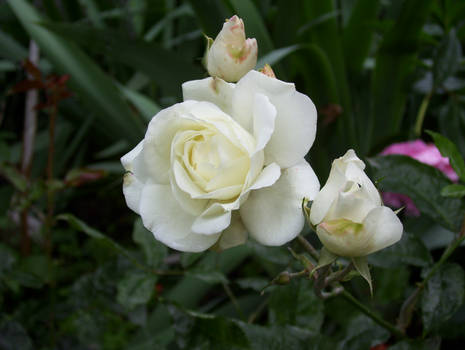 white rose