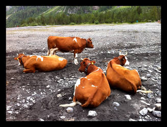 Cows waiting for grass to grow