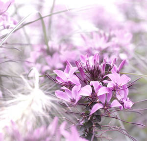 lavender impressions