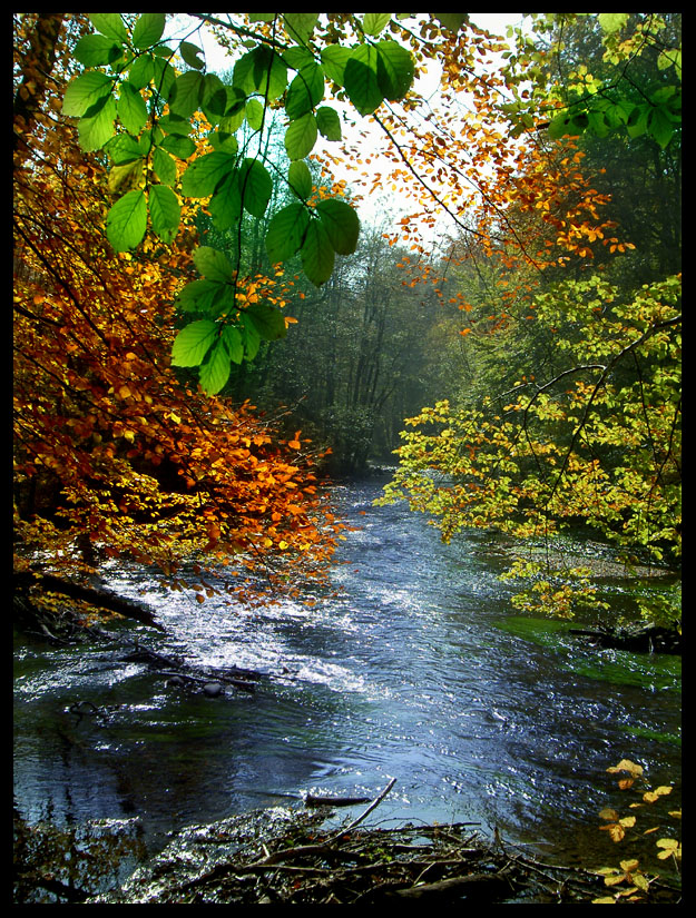 autumn color by ssilence