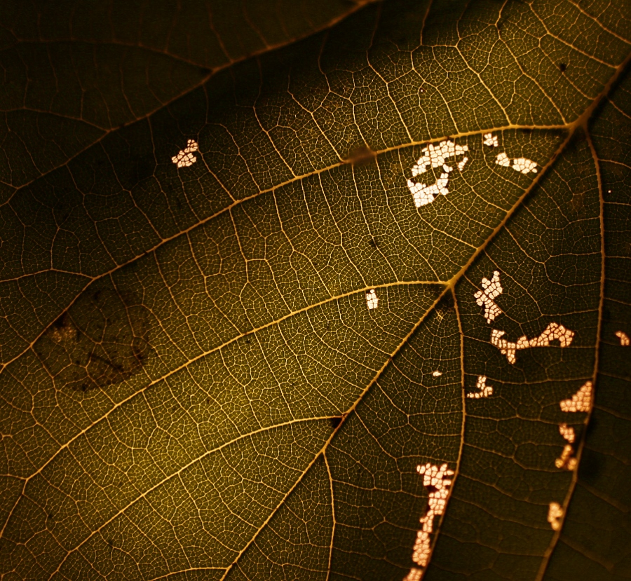 late summer leaf