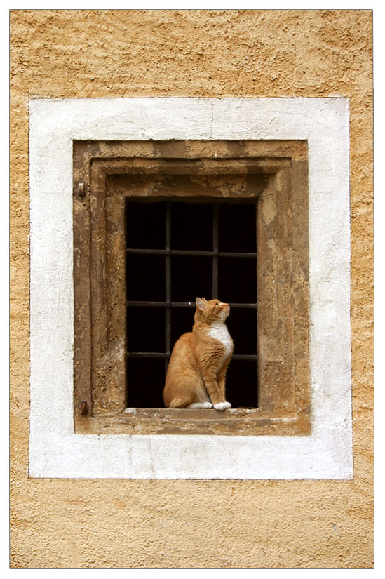 framed cat