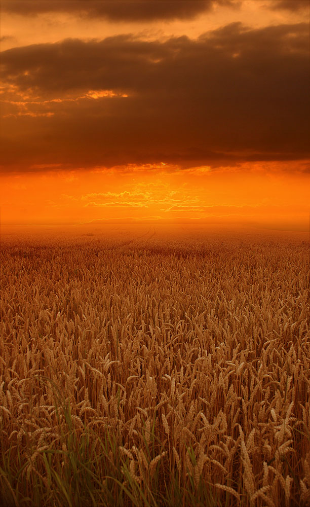 wheat by ssilence