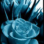 Rose for mony