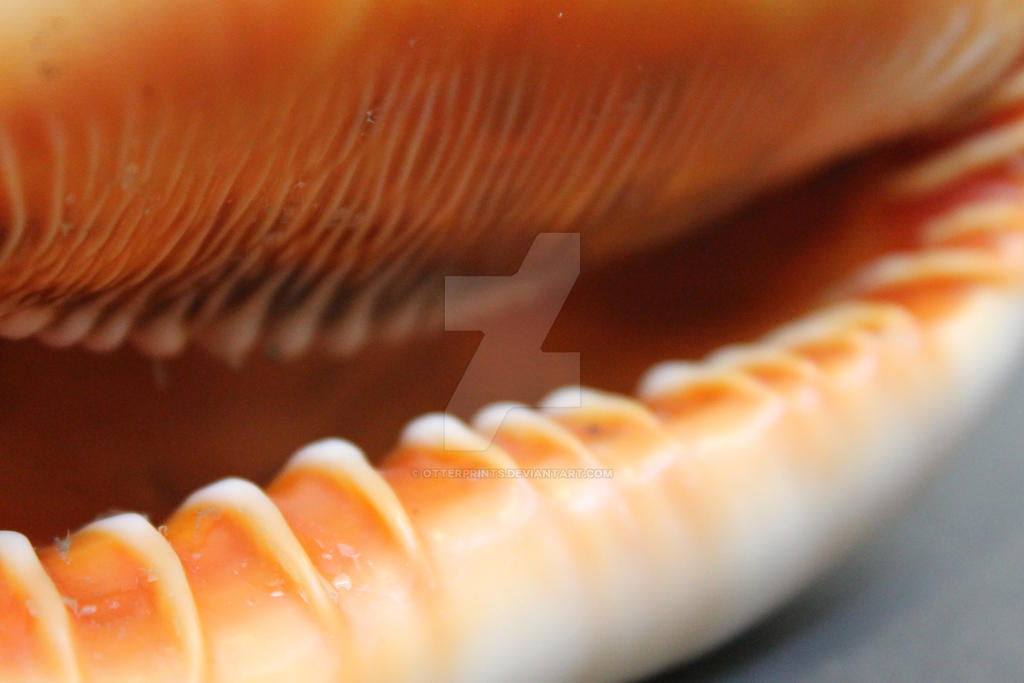 Shell mouth by Otterprints on DeviantArt