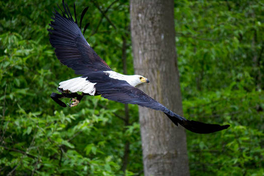 African Fish Eagle 05