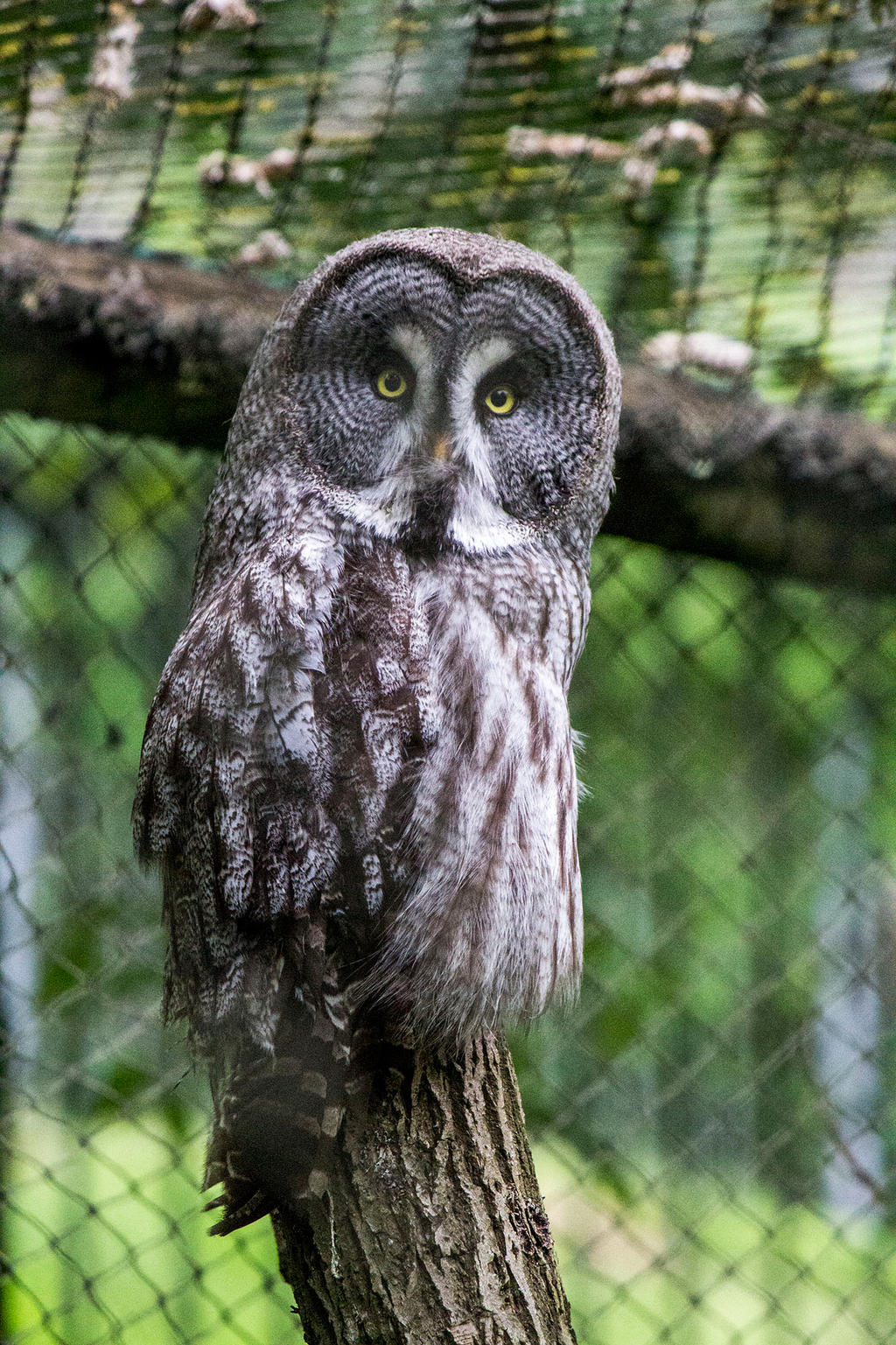 Great Grey Owl 01