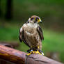 Lanner Falcon 04