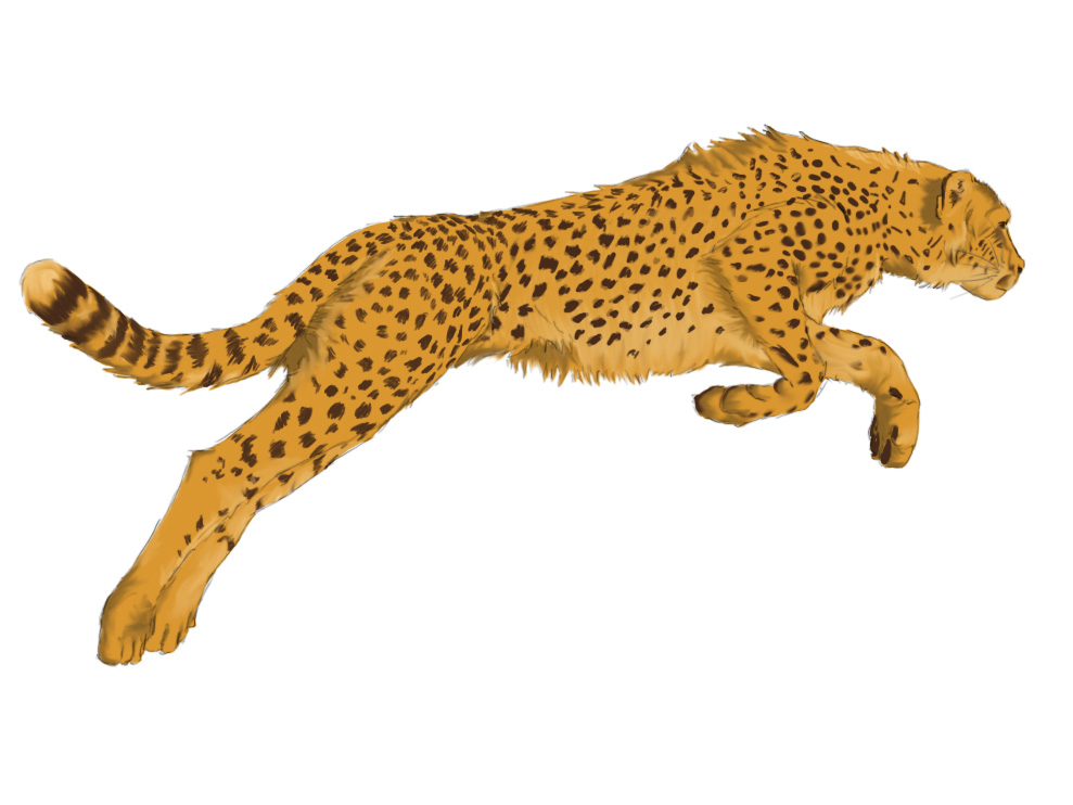 Cheetah