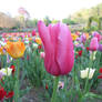 Flower Field