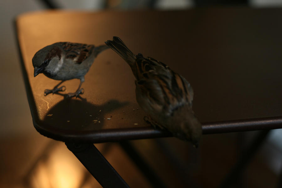 Parisian Birds