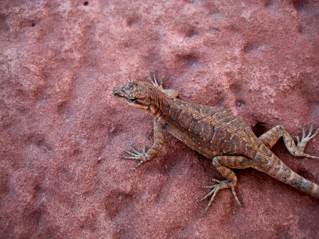 Lake Powell 2008. Scales