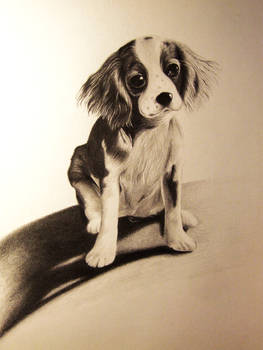 Cavalier king charles spaniel