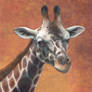 Giraffe Portrait