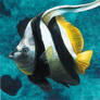 Bannerfish- AKA Heniochus