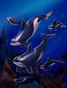 Orcas