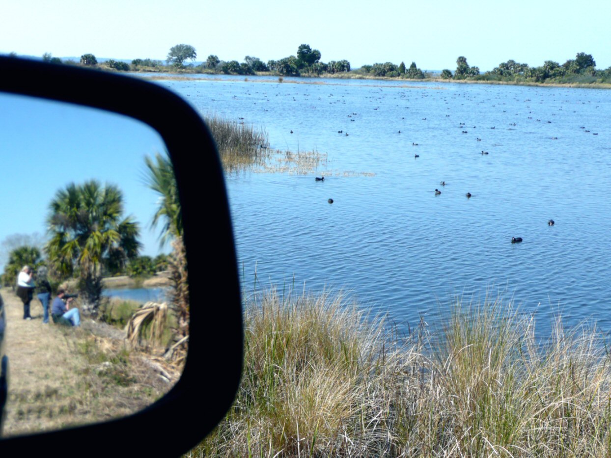 Duck Paparazzi