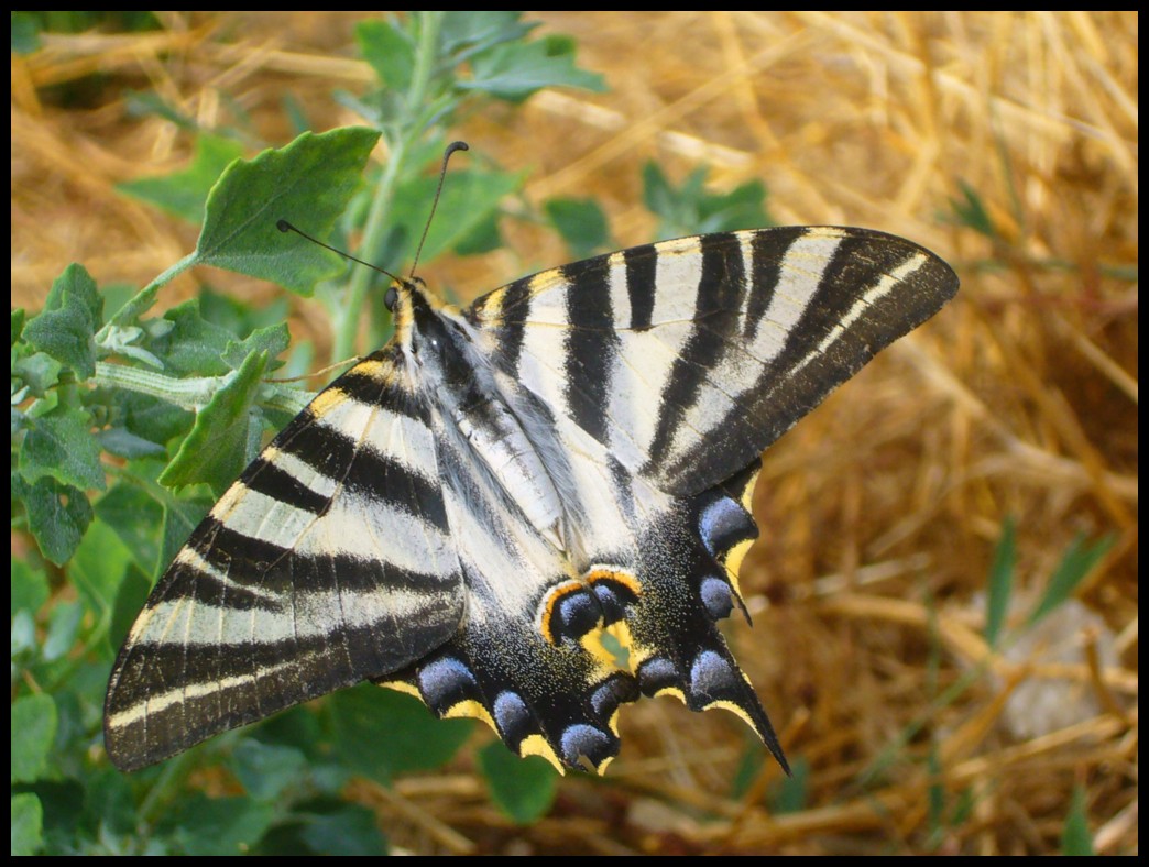 Portuguese Butterfly