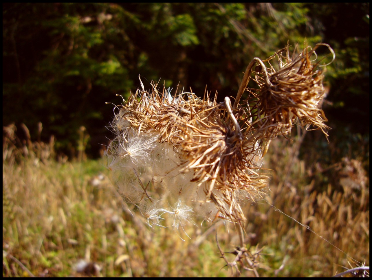 Cotton