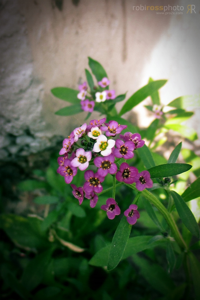 Wild Urban Flowers