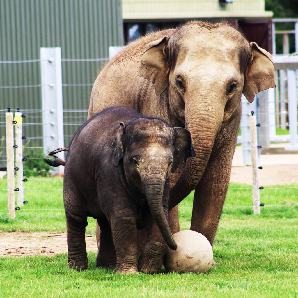 Elephants by sarahladlow on DeviantArt