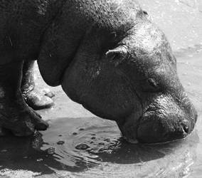 Pygmy hippo 