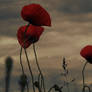 like the poppies...