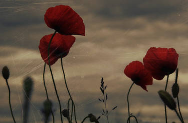 like the poppies...