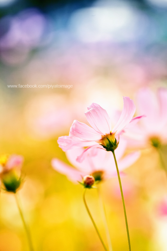 Pink cosmos