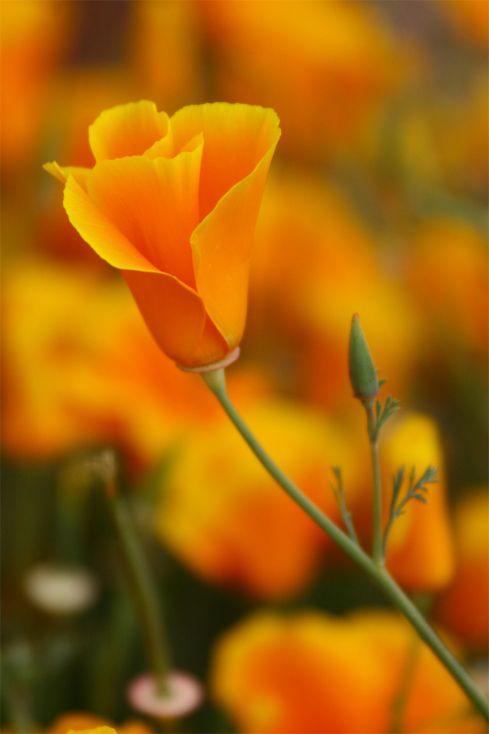 California Poppy 2