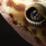 The Eye of the Gecko