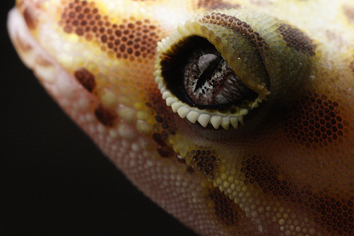 The Eye of the Gecko