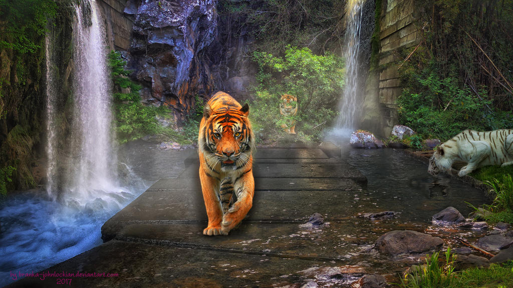 Where Tigers Roam by Branka-Artz