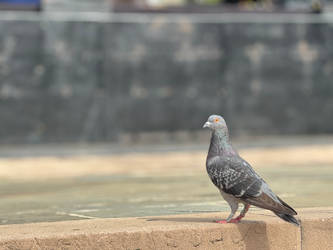 Bird on a wall