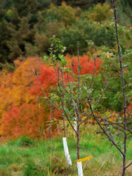 In the Apple Orchard...