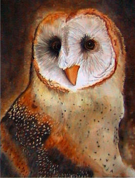 Barn Owl