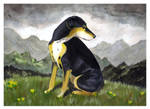 Little Mountain Dog by Bewildermunster