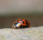 Ladybird by Dan-the-Freak
