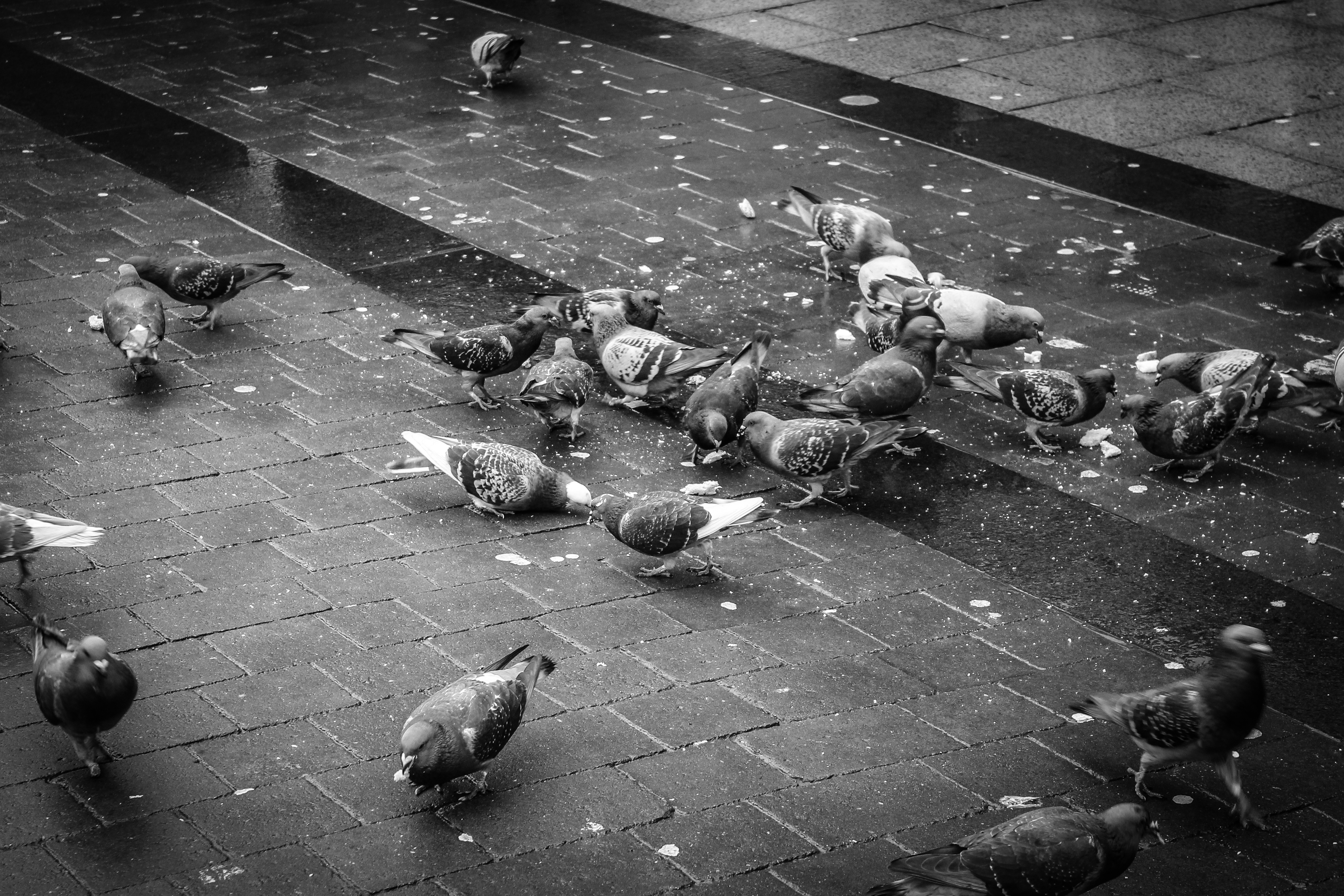 Pigeon Lunch