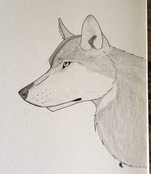 Wolf Realistic Headshot