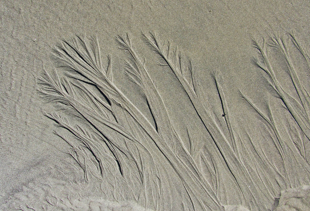 Sandpapper Tree Sand Trees by tundra-timmy on DeviantArt