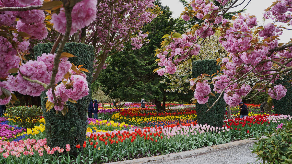 Город зацветет. Парк Асикага тюльпаны. Парк цветов Асикага в Японии. Асикага Япония парк в мае.