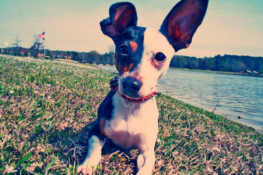 Bella in the park