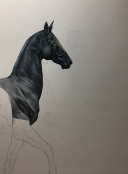 WIP: Equine 2