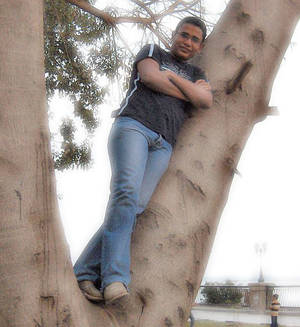 on the tree