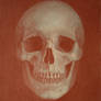 Sanguine Skull Study